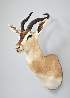 Lot 230 - Taxidermy: Soemmerring's Gazelle (Nanger...