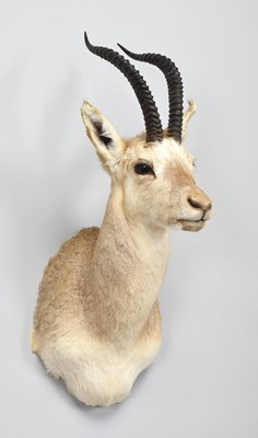 Lot 232 - Taxidermy: Goa or Tibetan Gazelle (Procapra...