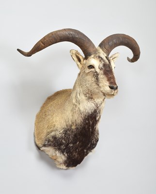 Lot 251 - Taxidermy: Bharal or Blue Sheep (Pseudois...