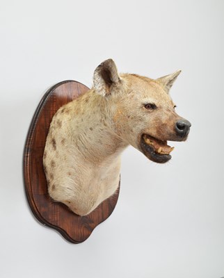 Lot 248 - Taxidermy: Spotted Hyena (Crocuta Crocuta),...