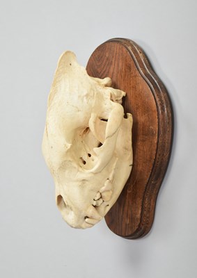 Lot 249 - Skulls/Anatomy: Spotted Hyena Skull (Crocuta...