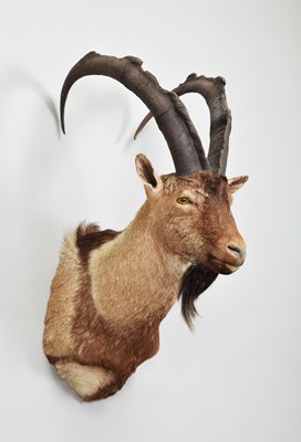 Lot 246 - Taxidermy: Bezoar or Wild Goat (Capra...
