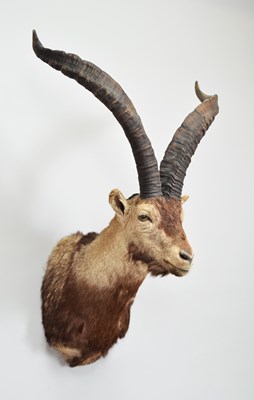 Lot 244 - Taxidermy: Spanish Ibex (Capra pyrenaica),...