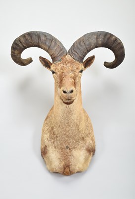 Lot 243 - Taxidermy: East Caucasian Tur (Capra...
