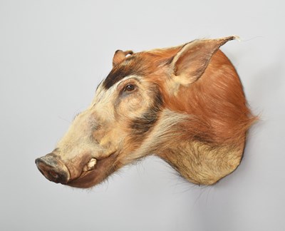 Lot 242 - Taxidermy: Red River Hog (Potamochoerus...