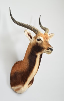 Lot 240 - Taxidermy: Black Lechwe (Kobus leche...