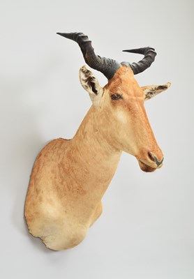Lot 21 - Taxidermy: Coke's Hartebeest (Alcelaphus...