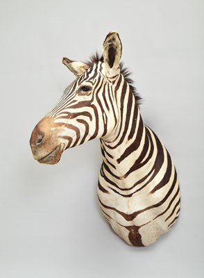 Lot 238 - Taxidermy: Burchell's or Plains Zebra (Equus...