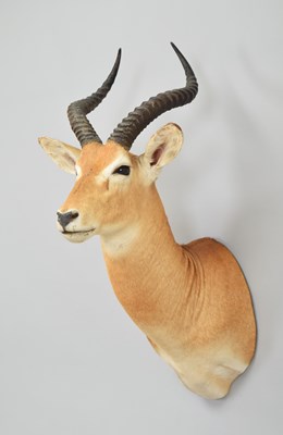 Lot 234 - Taxidermy: Loder's Kob (Kobus loderi), modern,...