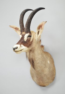 Lot 236 - Taxidermy: Southern Roan Antelope (Hippotragus...