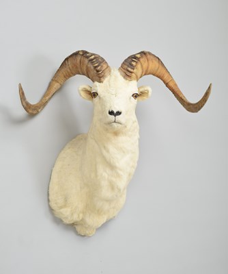 Lot 253 - Taxidermy: Dall's Sheep (Ovis dalli dalli),...