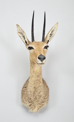 Lot 254 - Taxidermy: Vaal Rhebok (Pelea capreolus),...