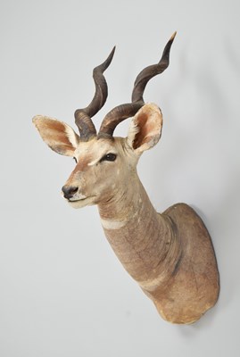 Lot 256 - Taxidermy: Lesser Kudu (Tragelaphus imberbis),...