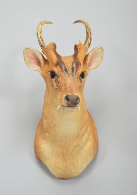Lot 259 - Taxidermy: Reeves's Muntjac Deer (Muntiacini),...