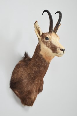 Lot 258 - Taxidermy: Romanian Chamois (Rupicapra...