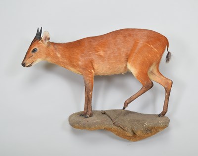 Lot 262 - Taxidermy: Natal Red Duiker (Cephalophus...