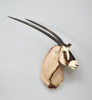 Lot 263 - Taxidermy: Gemsbok Oryx (Oryx gazella), modern,...