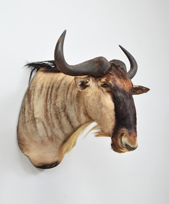 Lot 265 - Taxidermy: Eastern White-bearded Wildebeest or...