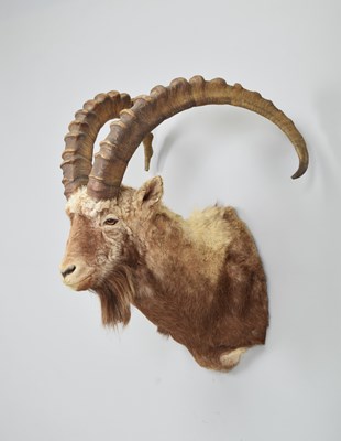 Lot 266 - Taxidermy: Altai Ibex (Capra sibirica alaiana),...