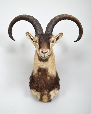Lot 268 - Taxidermy: Spanish Ibex (Capra pyrenaica),...