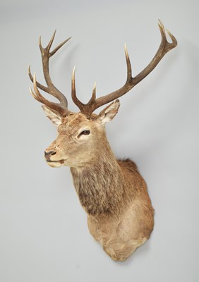 Lot 270 - Taxidermy: Royal Scottish Red Deer (Cervus...