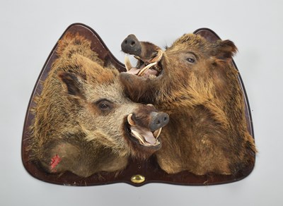 Lot 281 - Taxidermy: European Wild Boar (Sus scrofa),...