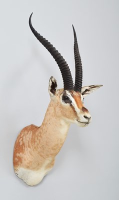 Lot 272 - Taxidermy: Southern Grant's Gazelle (Nanger...