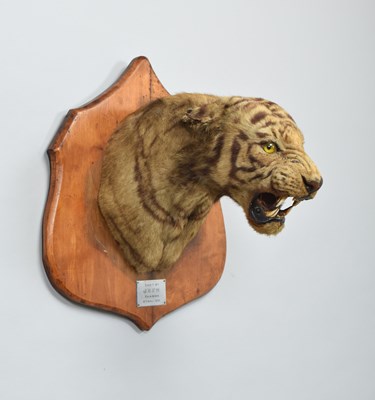 Lot 276 - Taxidermy: Bengal Tiger (Panthera tigris...