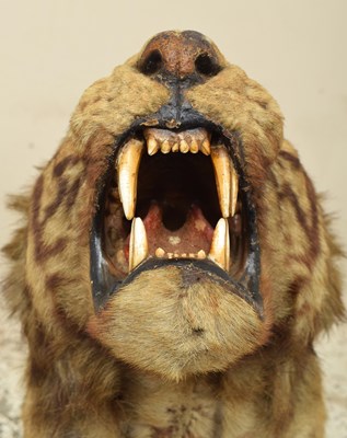 Lot 276 - Taxidermy: Bengal Tiger (Panthera tigris...