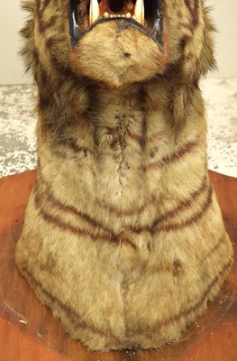 Lot 276 - Taxidermy: Bengal Tiger (Panthera tigris...