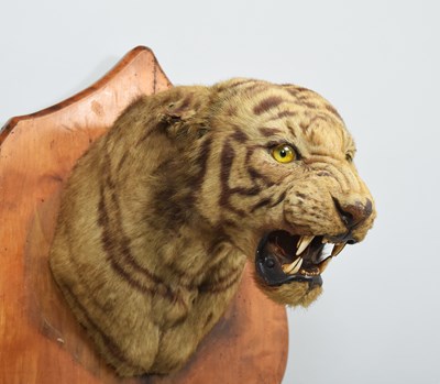 Lot 276 - Taxidermy: Bengal Tiger (Panthera tigris...