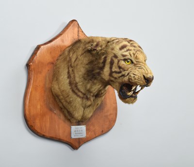 Lot 276 - Taxidermy: Bengal Tiger (Panthera tigris...