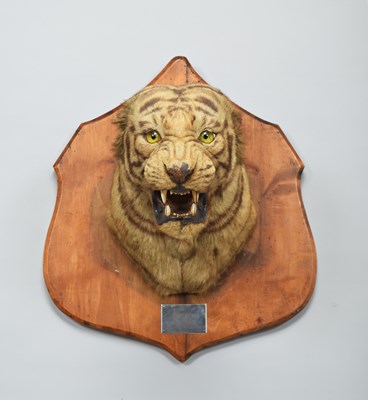 Lot 276 - Taxidermy: Bengal Tiger (Panthera tigris...