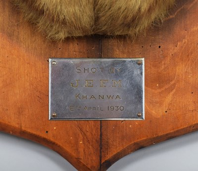 Lot 276 - Taxidermy: Bengal Tiger (Panthera tigris...