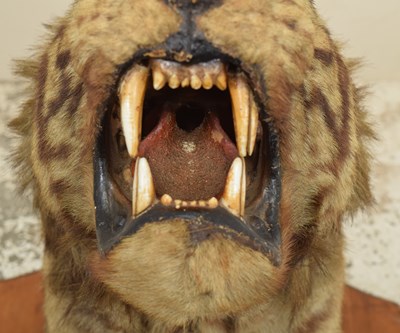 Lot 276 - Taxidermy: Bengal Tiger (Panthera tigris...