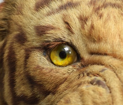Lot 276 - Taxidermy: Bengal Tiger (Panthera tigris...