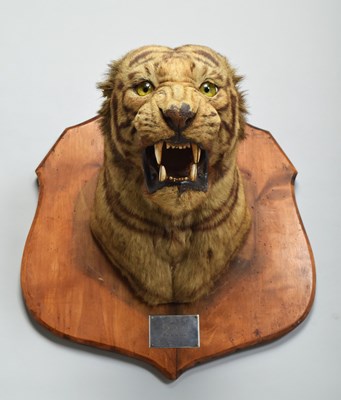 Lot 276 - Taxidermy: Bengal Tiger (Panthera tigris...