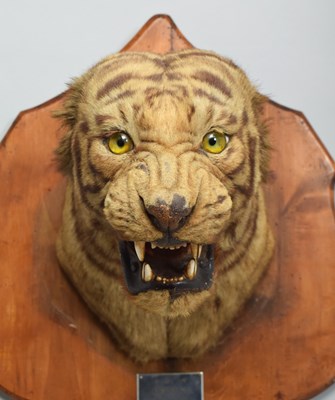 Lot 276 - Taxidermy: Bengal Tiger (Panthera tigris...