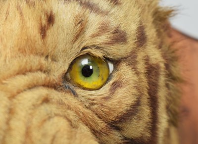 Lot 276 - Taxidermy: Bengal Tiger (Panthera tigris...