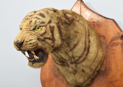 Lot 276 - Taxidermy: Bengal Tiger (Panthera tigris...