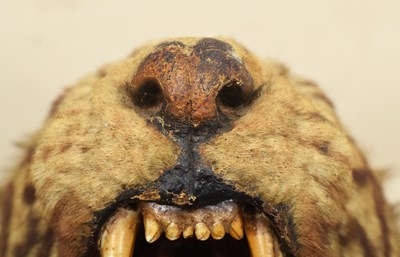 Lot 276 - Taxidermy: Bengal Tiger (Panthera tigris...