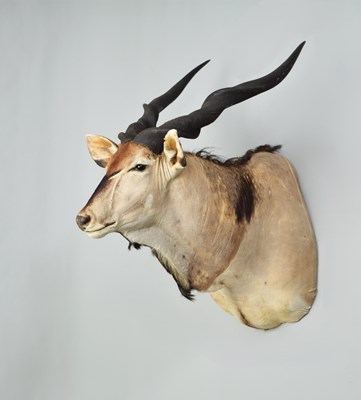 Lot 273 - Taxidermy: Eastern Giant or Lord Derby's Eland...
