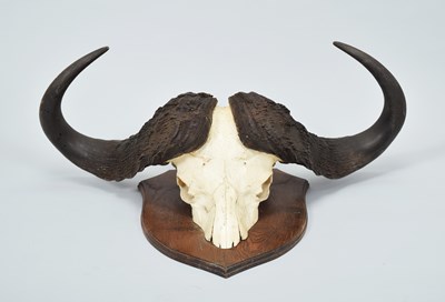 Lot 274 - Skulls/Horns: Cape Buffalo Skull (Syncerus...