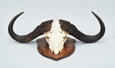 Lot 178 - Skulls/Horns: Cape Buffalo Skull (Syncerus...