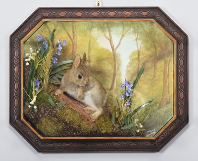 Lot 202 - Taxidermy: A Wall Cased Common Rabbit Kit ...