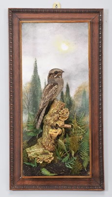 Lot 227 - Taxidermy: A Wall Cased European Nightjar...