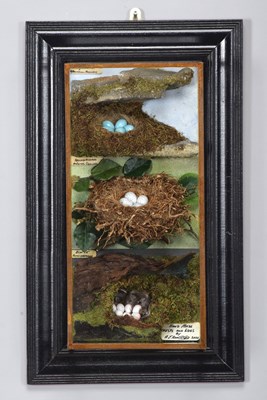 Lot 109 - Natural History: A Cased Display of Simulated...