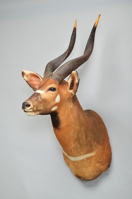 Lot 277 - Taxidermy: Lowland Bongo (Tragelaphus...