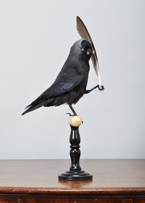 Lot 208 - Anthropomorphic Taxidermy: The Gentleman...