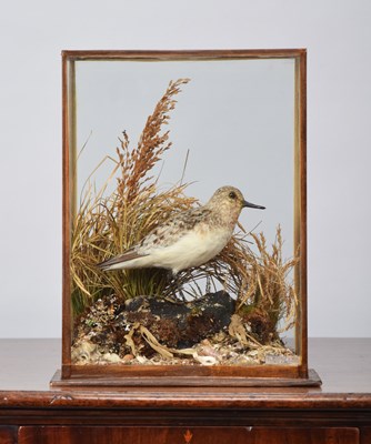 Lot 231 - Taxidermy: A Cased Sanderling (Calidris alba),...